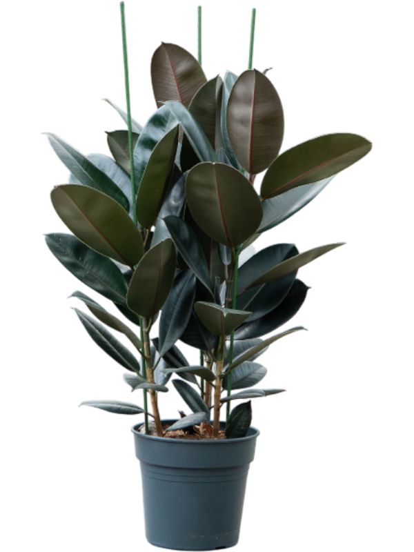 Ficus elastica 'Abidjan'