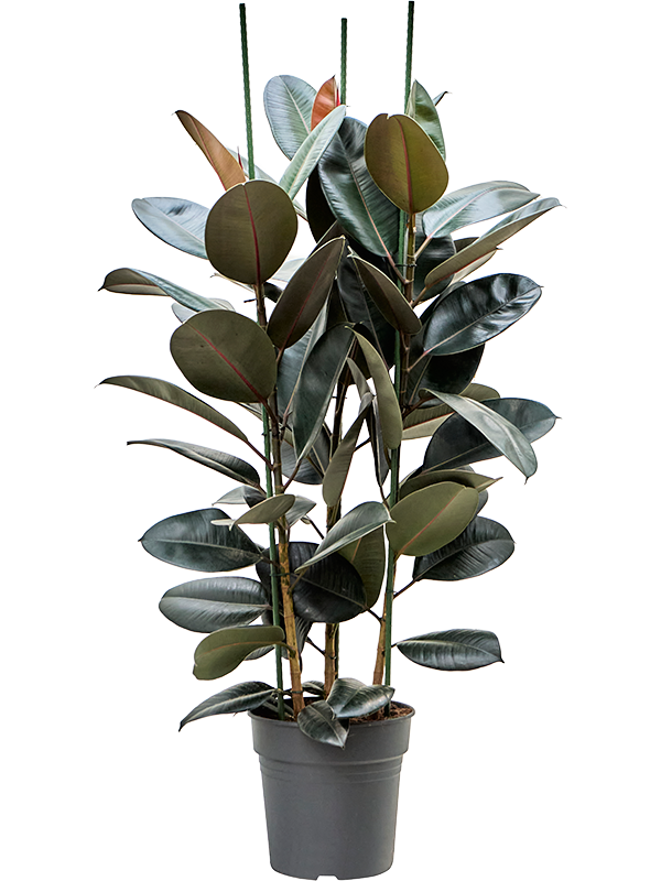 Ficus elastica 'Abidjan'