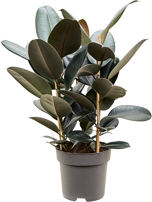 Ficus elastica 'Abidjan'