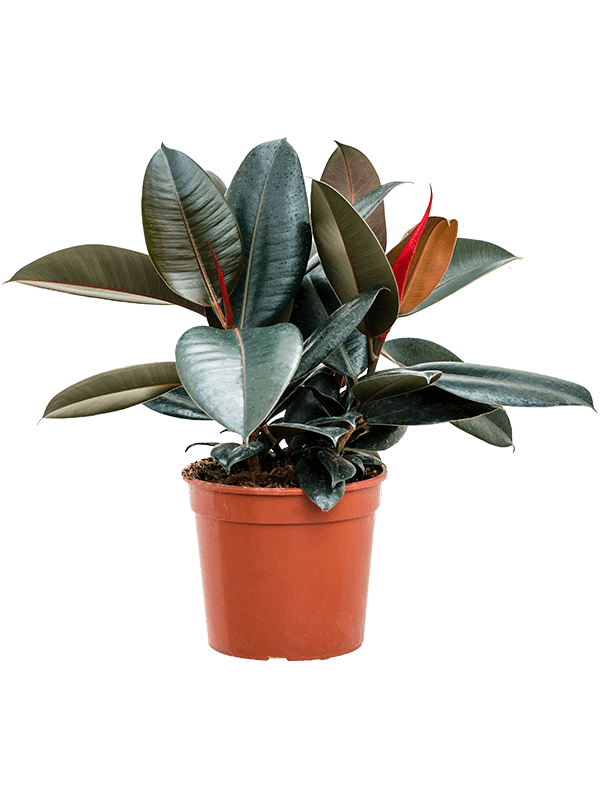 Ficus elastica 'Abidjan'