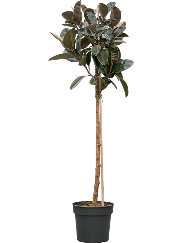 Ficus elastica 'Abidjan'