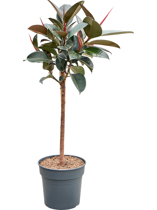 Ficus elastica 'Abidjan'