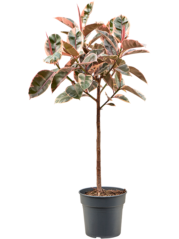 Ficus elastica 'Belize'