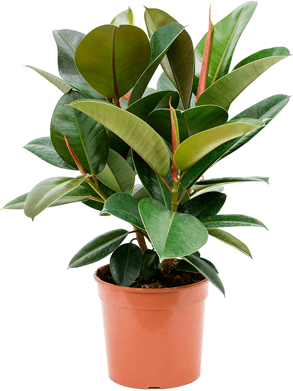 Ficus elastica 'Robusta'
