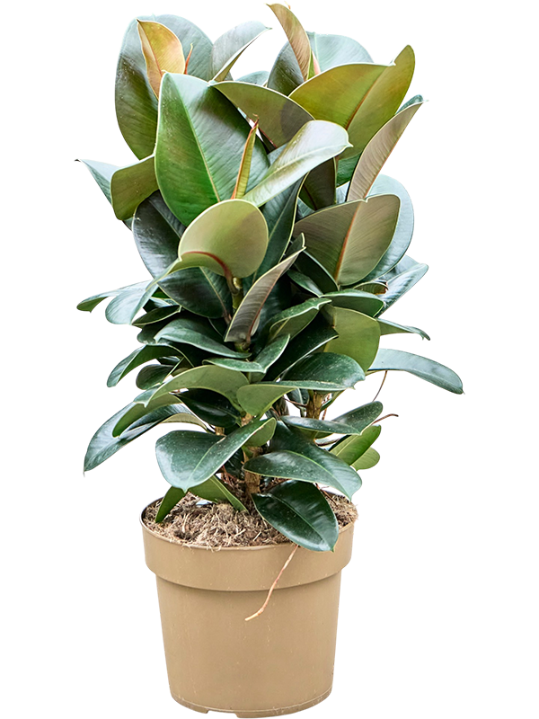 Ficus elastica 'Sofia'