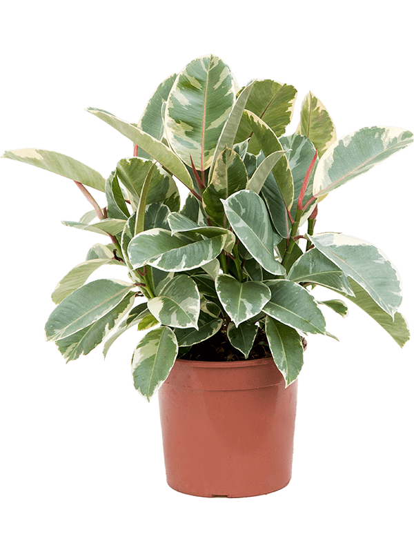 Ficus elastica 'Tineke'