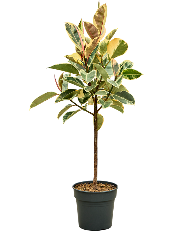 Ficus elastica 'Tineke'