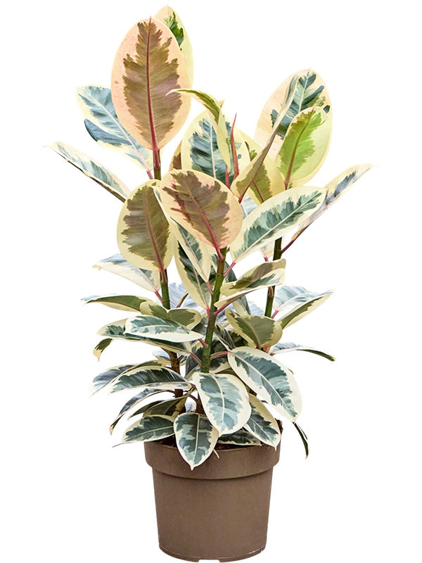 Ficus elastica 'Tineke'