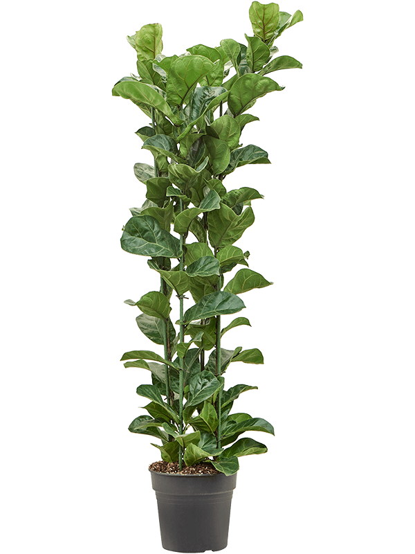Ficus lyrata 'Bambino'