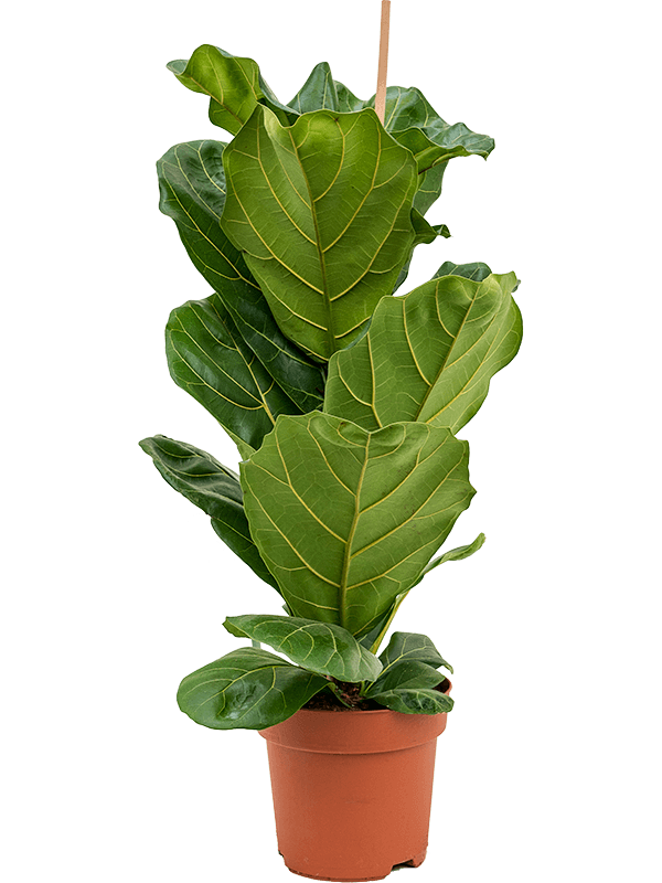 Ficus lyrata