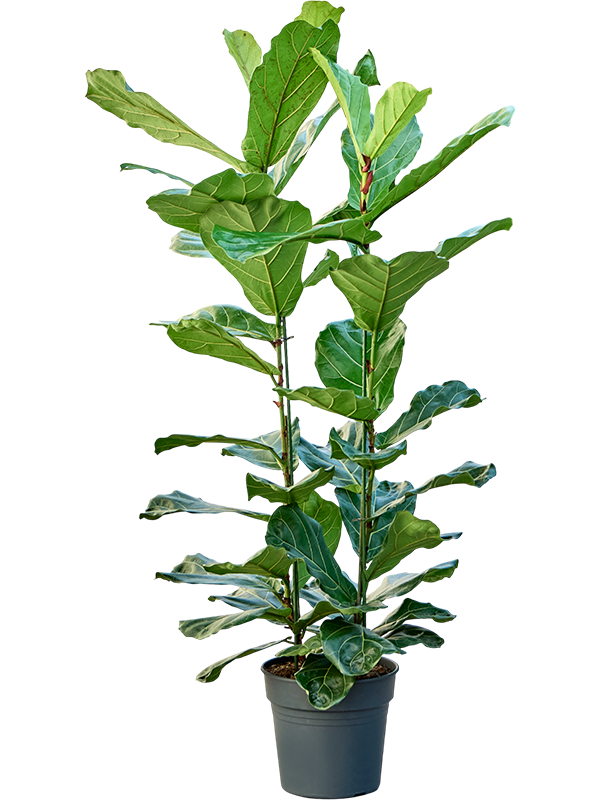 Ficus lyrata