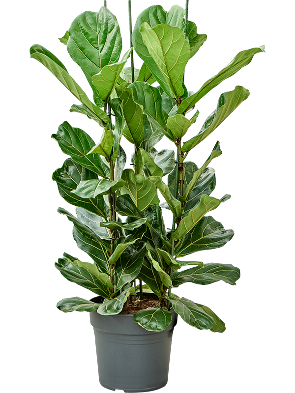 Ficus lyrata