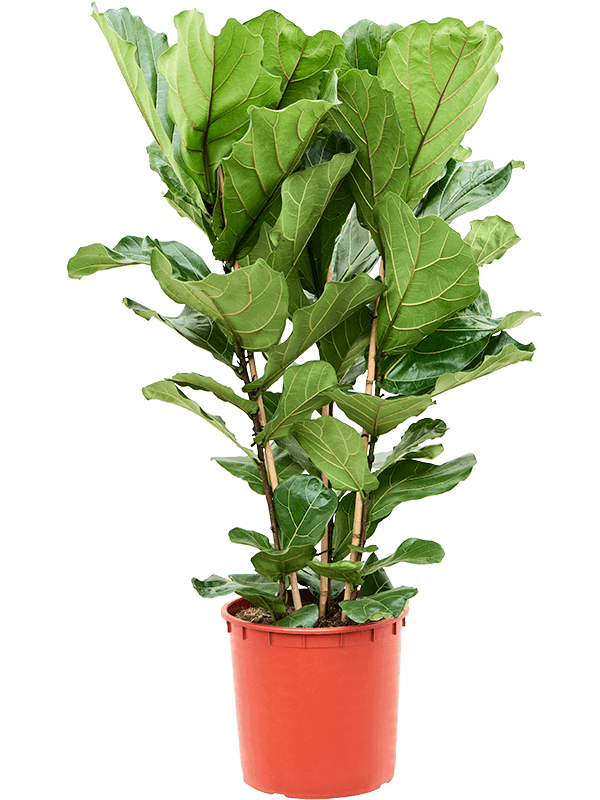 Ficus lyrata