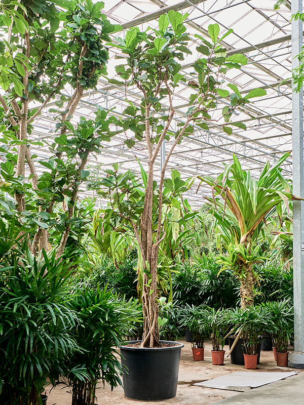 Ficus lyrata