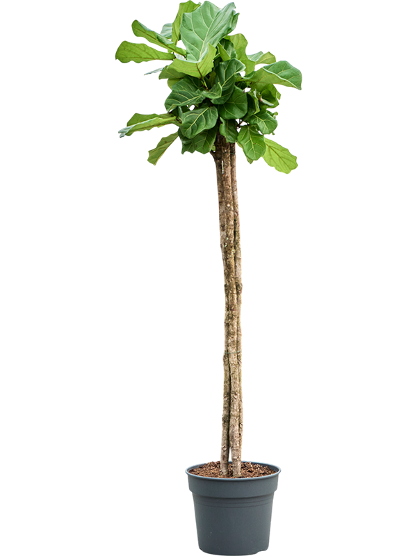 Ficus lyrata