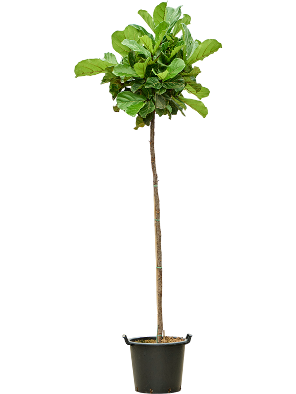 Ficus lyrata (300-350cm)