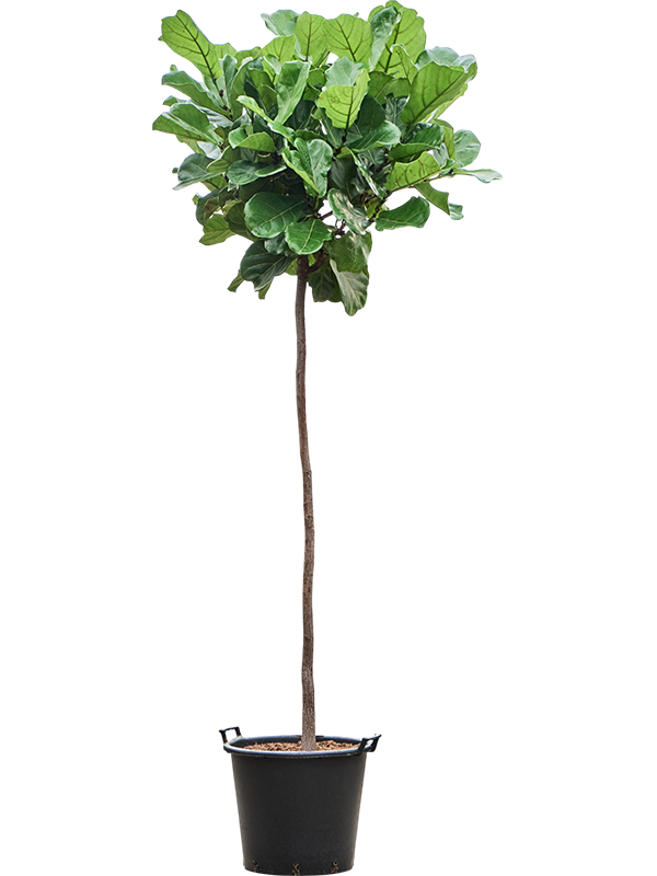 Ficus lyrata