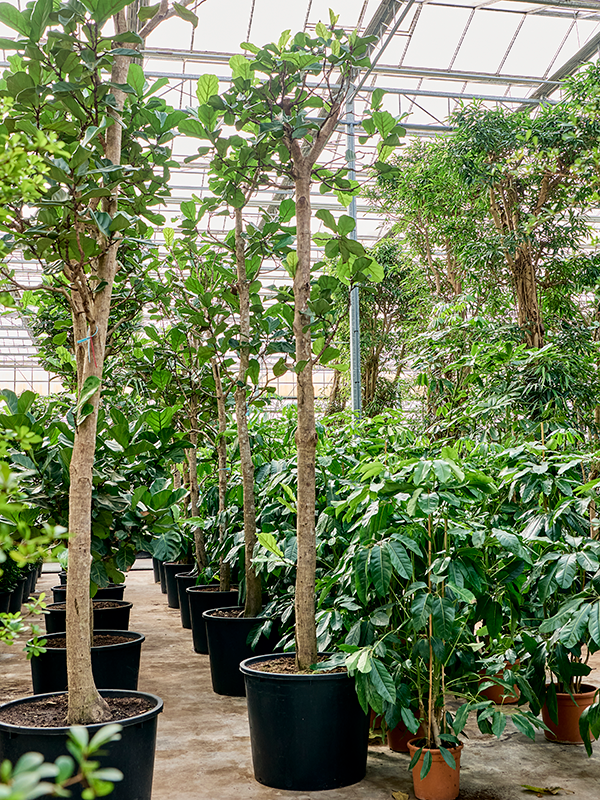 Ficus lyrata