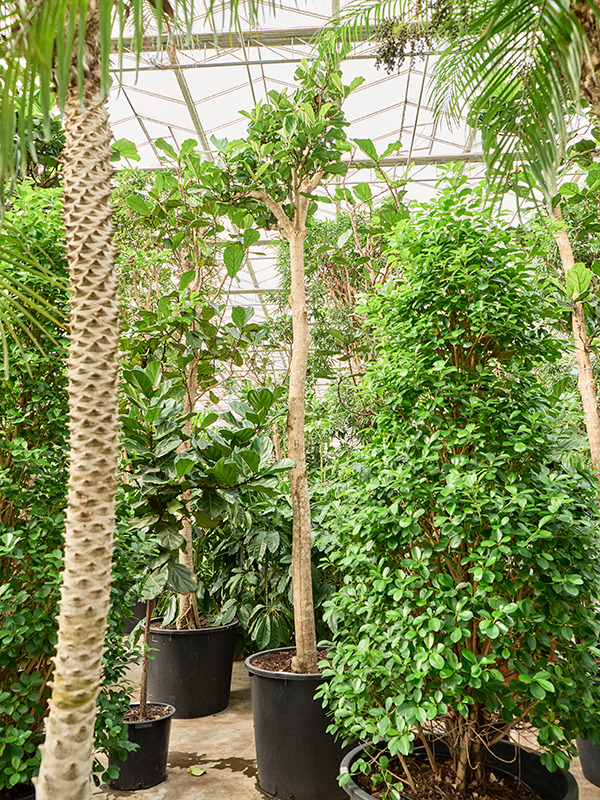 Ficus lyrata