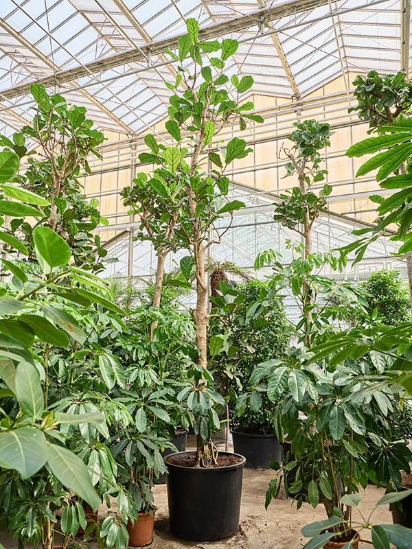 Ficus lyrata