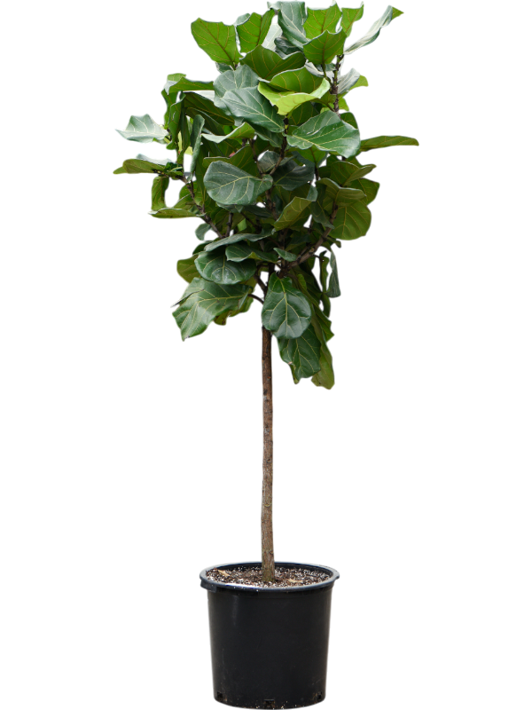 Ficus lyrata