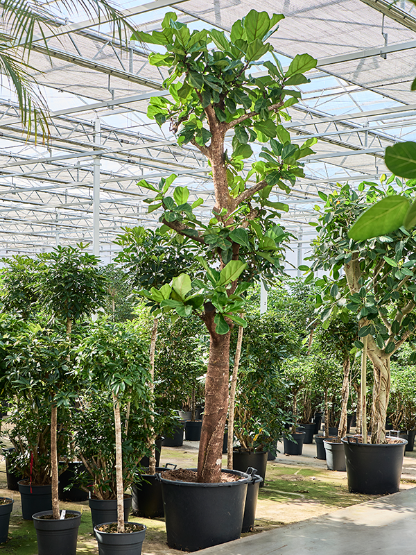 Ficus lyrata