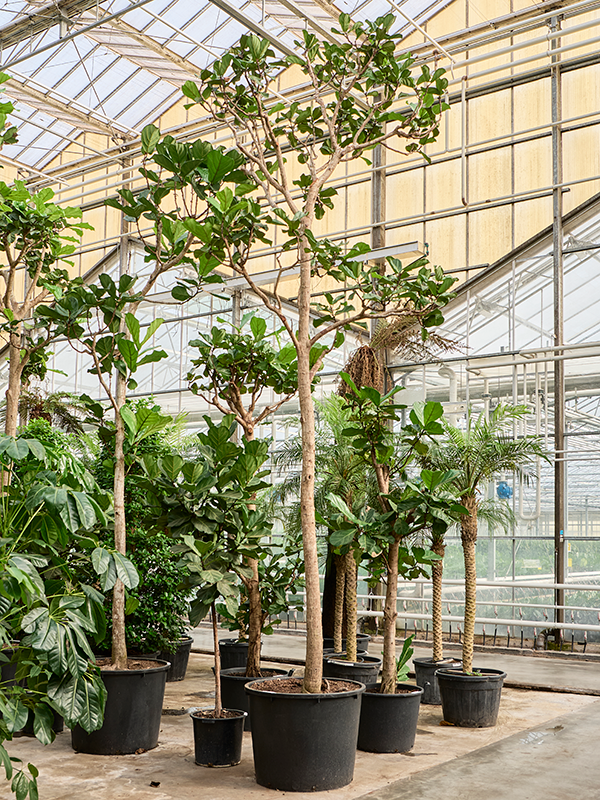 Ficus lyrata