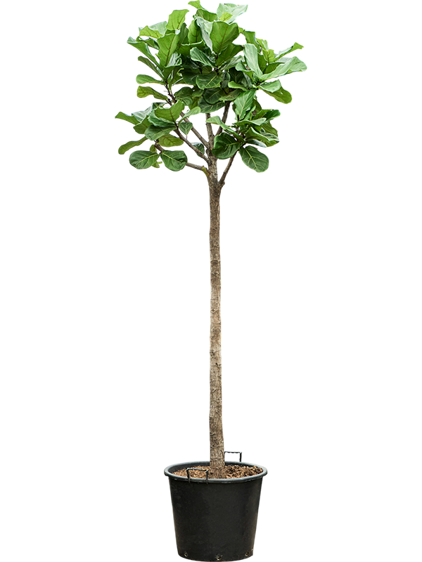 Ficus lyrata
