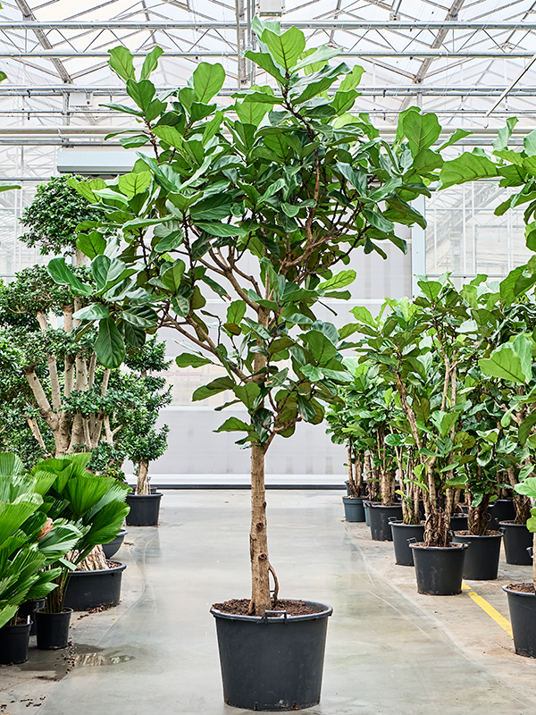 Ficus lyrata (330/370)