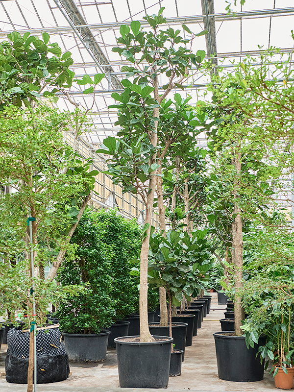Ficus lyrata