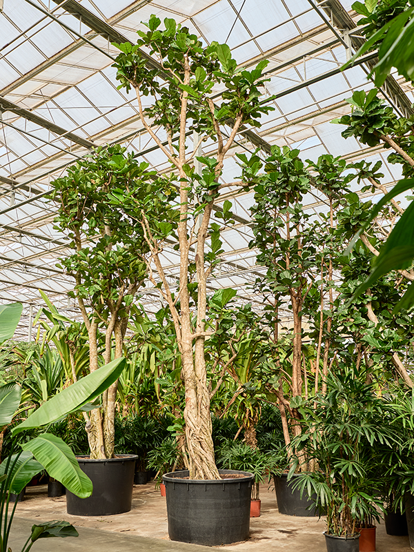 Ficus lyrata