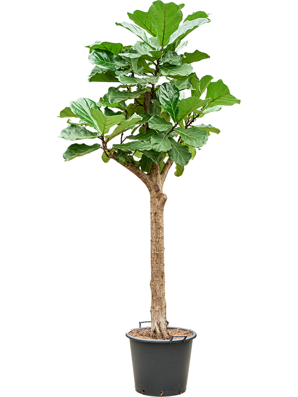 Ficus lyrata