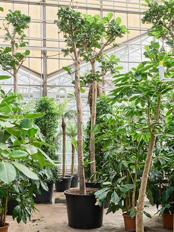 Ficus lyrata