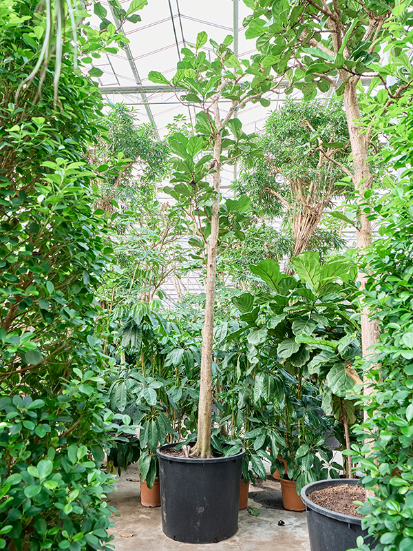 Ficus lyrata