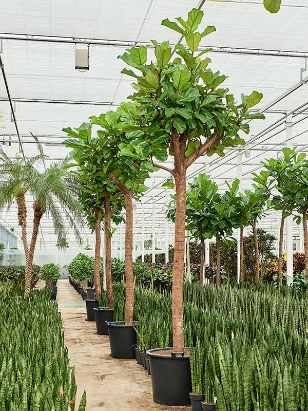 Ficus lyrata (350-400cm)