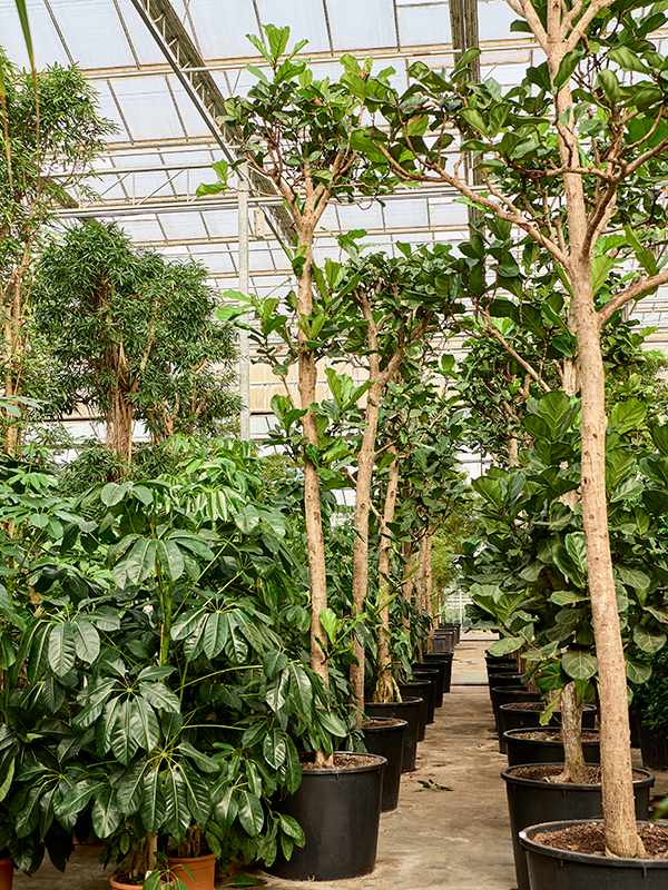Ficus lyrata