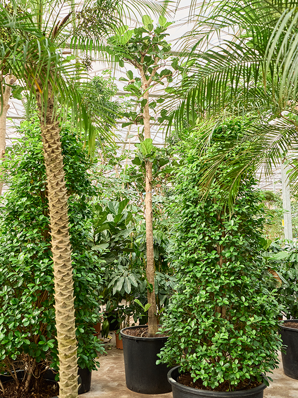 Ficus lyrata