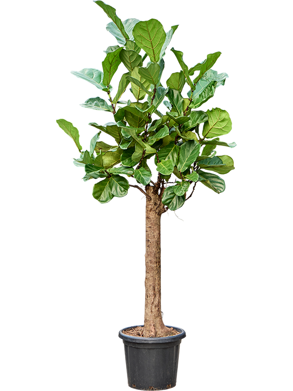 Ficus lyrata