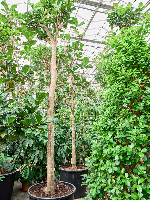 Ficus lyrata