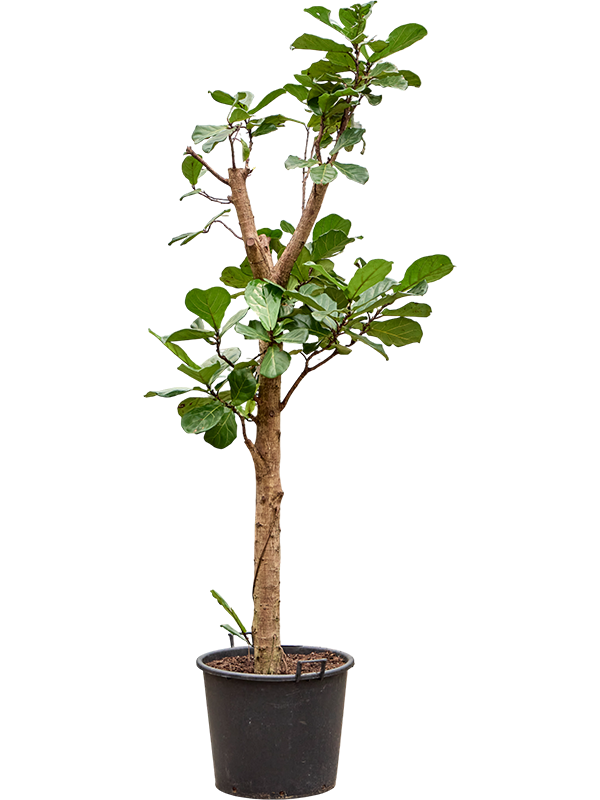 Ficus lyrata