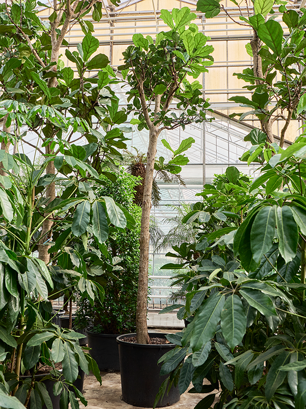 Ficus lyrata