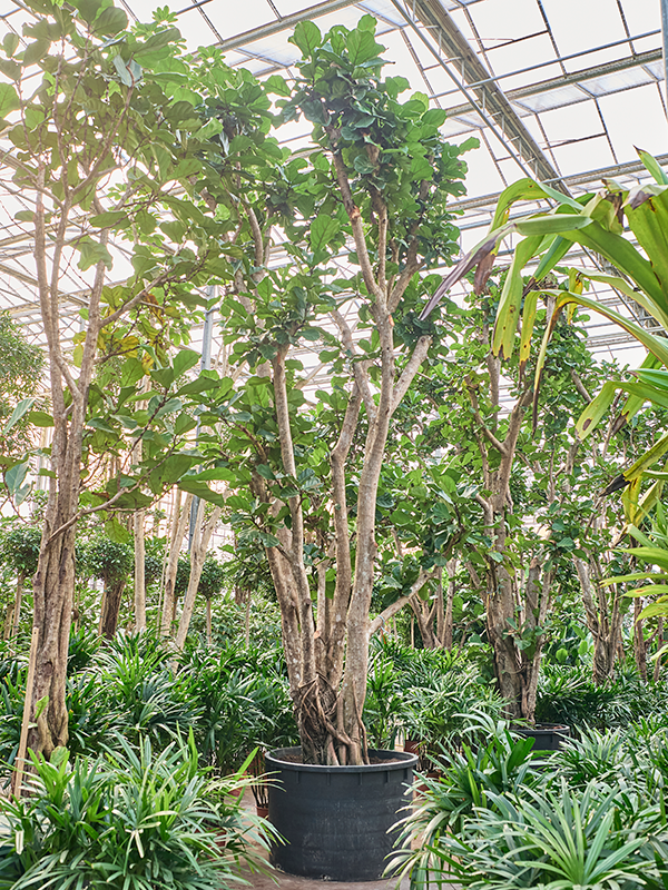 Ficus lyrata