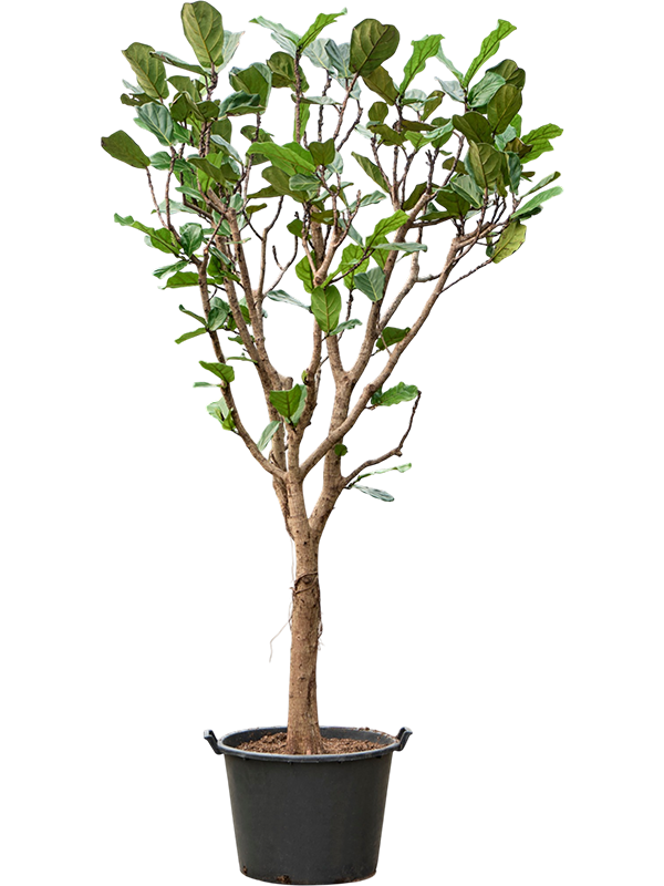 Ficus lyrata