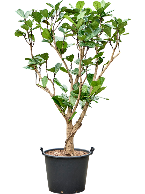 Ficus lyrata