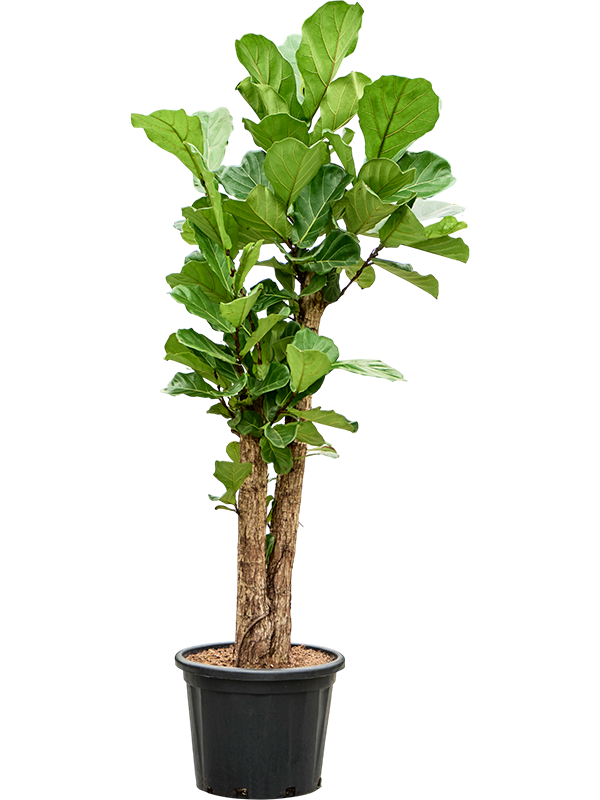 Ficus lyrata