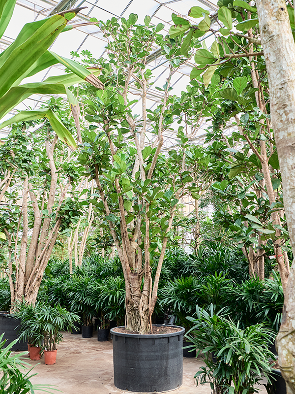 Ficus lyrata