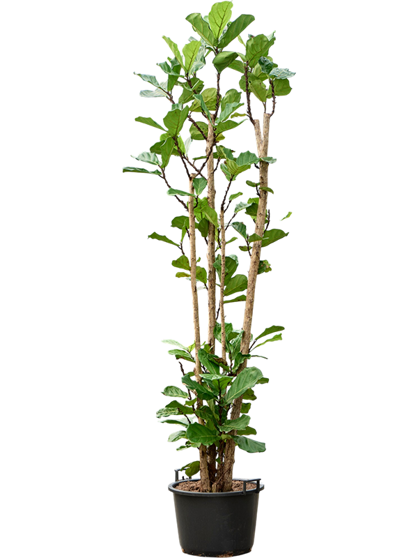 Ficus lyrata