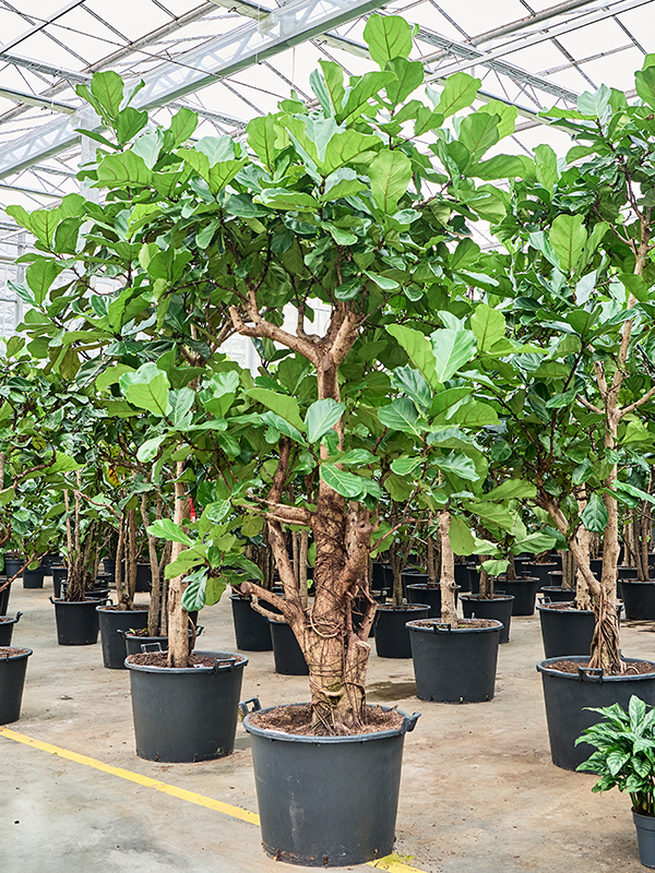 Ficus lyrata (330/370