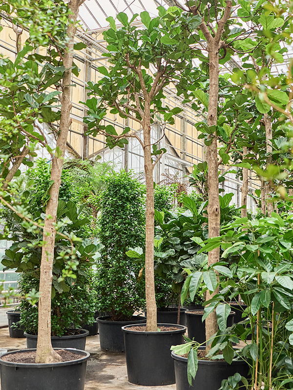 Ficus lyrata