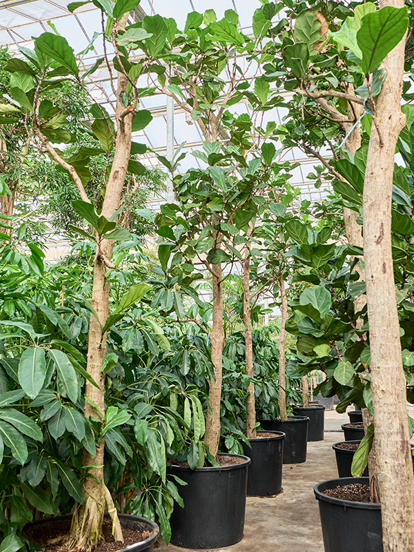 Ficus lyrata